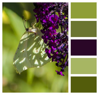 Butterfly Butterfly Bush Pollination Image